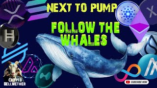 Download lagu #1 Altcoin Whales are Buying NOW for Altcoin Season  SUI, SOL, XRP, XLM, ICP, HBAR, ALGO, AVAX, ETH mp3