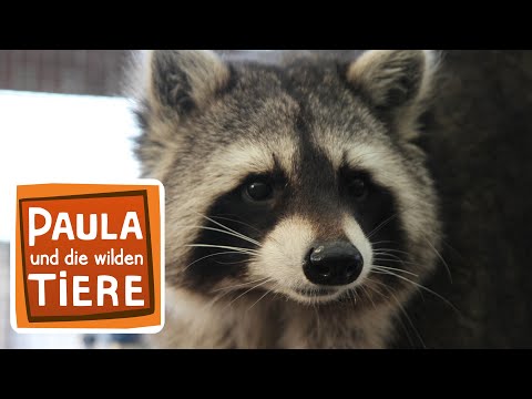 Wie wäscht der Waschbär? | Reportage für Kinder | Paula und die wilden Tiere