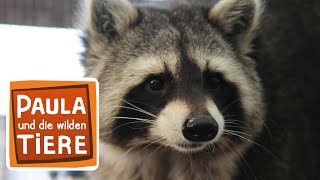Download lagu Wie wäscht der Waschbär? | Reportage für Kinder | Paula und die wilden Tiere mp3