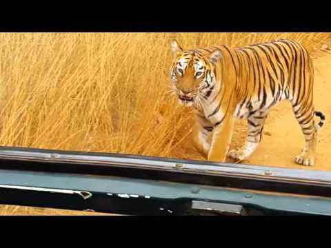 Sachin Ghode Wild life P...