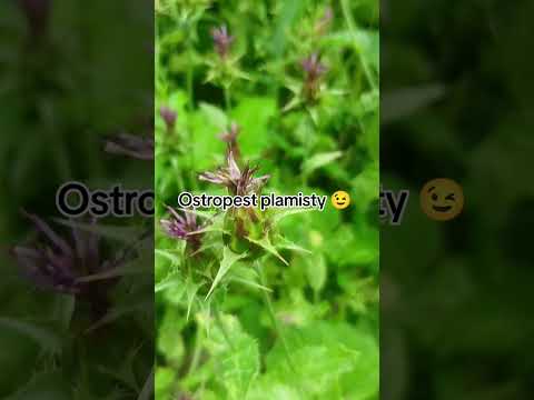 #rolnikzona #farmlife #orka #rolnictwo #rolnikszukażony #polskawies #agrolove #vlogwiejski