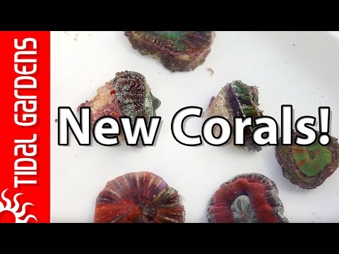 Acclimating New Corals