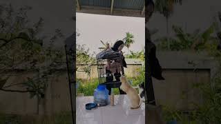 Download lagu Waduh panik 😀 #kicaumaniaindonesia #kicaumanianusantara #kicaumania #burung #burungkicau mp3 Download lagu Waduh panik 😀 #kicaumaniaindonesia #kicaumanianusantara #kicaumania #burung #burungkicau mp3