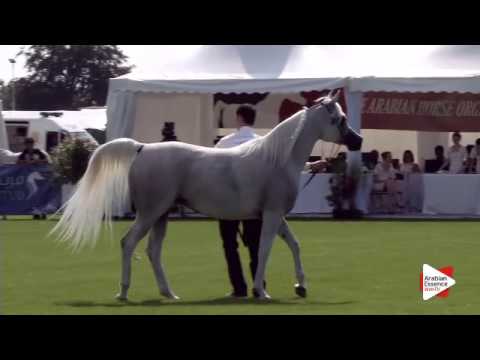 N.41 SALWA AL ZOBAIR - Chantilly 2015 AWC - Mares 7 years old and above (Class 5)