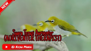 Download lagu Terapi Burung Pleci Auriventer @RDKicauMania mp3