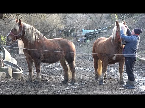 Caii lui Nea Costel de la Cluj ep 168 - 2022 Nou!!!