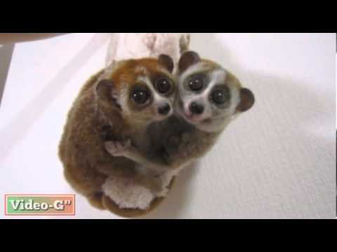 Влюбените лемурчета