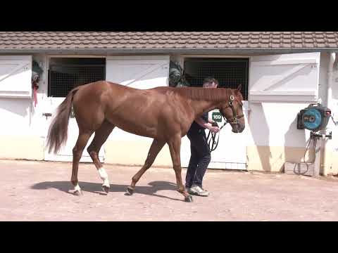 2025 Breeze Up - Lot 95 - f. N(MITOLE x MALIBU GEM)