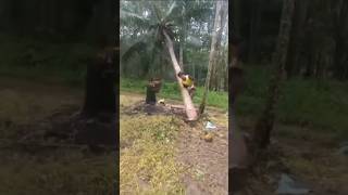 Download lagu Detik-detik Pohon Kelapa Tumbang Kena Petir! 😱 mp3