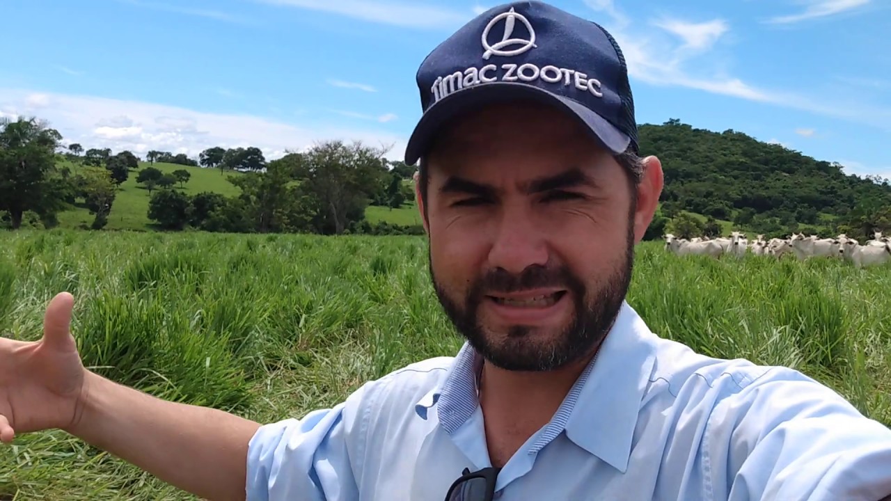 Perda de pasto por não respeitar a altura correta de entrada com o gado na pastagem