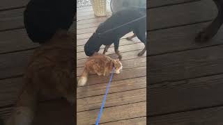Video preview image #1 Rottweiler Puppy For Sale in Hillsboro, NH, USA