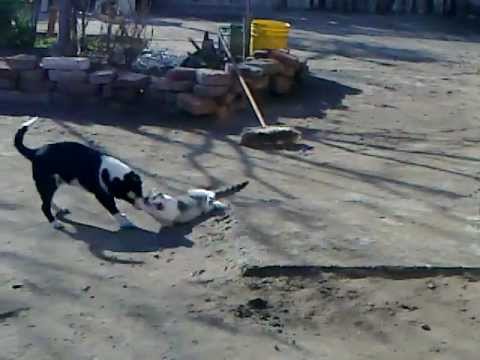 Perro sádico y gato masoquista