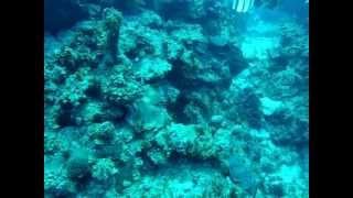 preview picture of video 'Grand Cayman Dive 100ft West Bay Round Rock'