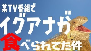 鉄腕DASH「グルメ厄介」でイグアナが食べられていた件