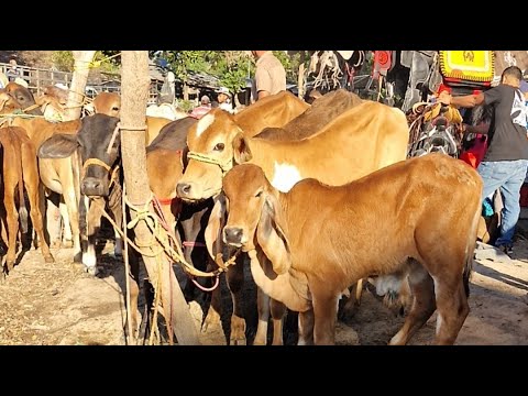 tiangue de Santiago Nonualco, La Paz Centro, domingo 08 de febrero 2026