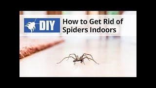 Tips to Keep Spiders Away From Your Home