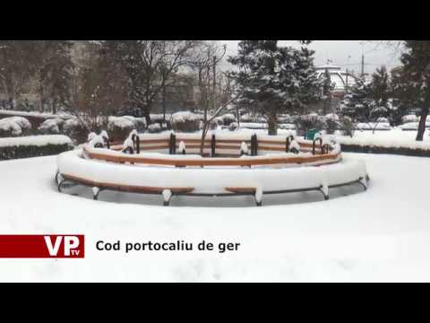Cod portocaliu de ger