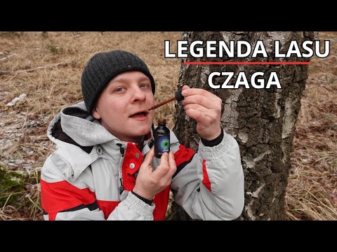 Grzyb CZAGA - legendarny skarb natury