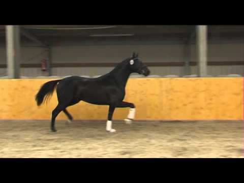 7. (Caprimond - Donnerhall) Hengst verkäuflich