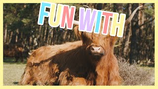 This is a Highland cow in the wild - Fun with | Furry Friends