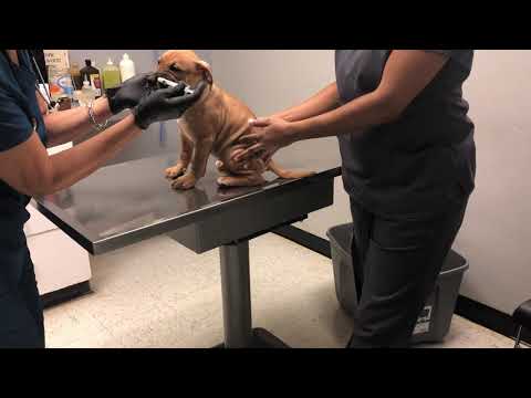 Bear first visit to the vet