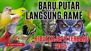 Download lagu Suara Pikat Burcil Ribut Kejepit Super Ampuh Terbaru 2025 II Burung Kecil Sampai Besar Turun Semua! mp3