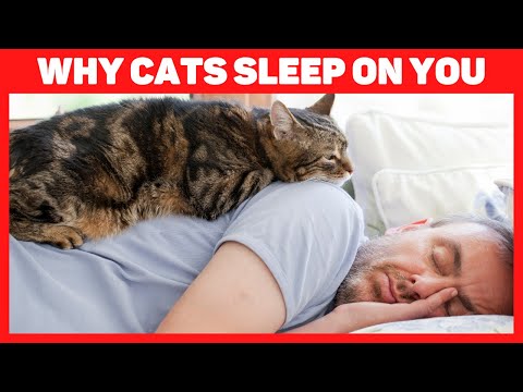Why does your cat sleep with you?