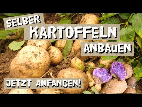 , title : 'Anbau von Kartoffeln richtig planen im April und Mai - Dämme, Düngung und eine riesige Ernte'