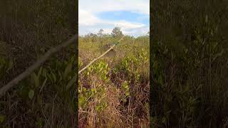 Download lagu the main attraction of the stump-tailed trucukan bird #trucukan #trucukangacor #trucukanbirdattra... mp3 Download lagu the main attraction of the stump-tailed trucukan bird #trucukan #trucukangacor #trucukanbirdattra... mp3