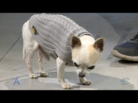 ANGOLI 27/3/2023: AMICI A QUATTRO ZAMPE - ISTRUZIONI PER GESTIRLI AL MEGLIO