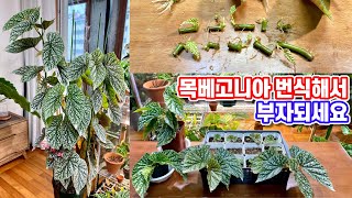 목베고니아 대량번식으로 부자되세요!! 목베고니아 쟈니타쥬엘 수태번식!!