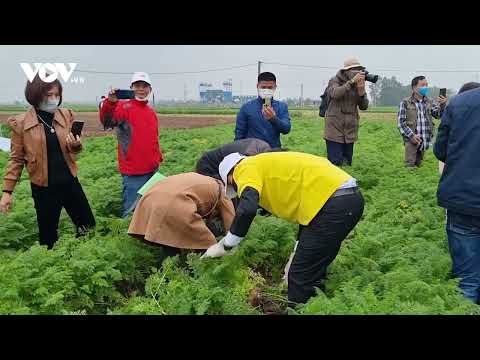 , title : 'Hải Dương rộn ràng lễ hội thu hoạch cà rốt mùa xuân'