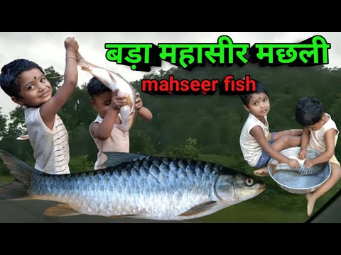 Mahseer fish cutting skill, famous fish mahseer, mahasol macchli testy fish🔥🔥