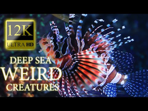12K HDR 60fps Dolby Vision - Deep Sea Weird Creatures - Strange Animal World - Part 1