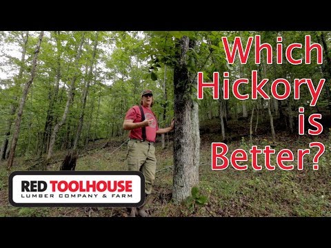 download lagu mp3 mp4 Shagbark Hickory Trees For Sale, download lagu Shagbark Hickory Trees For Sale gratis, unduh video klip Shagbark Hickory Trees For Sale