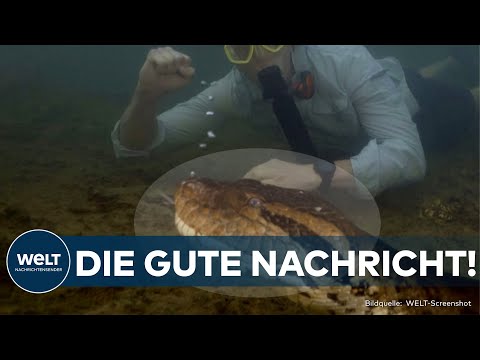 BRASILIANISCHER DSCHUNGEL: Neue Anakonda-Art entdeckt| Acht Meter lang, zweihundert Kilogramm schwer