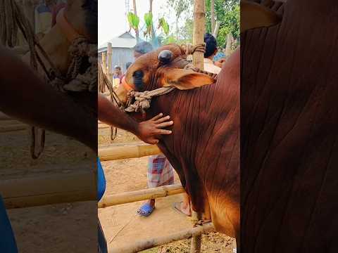 Big Cow #cow #bigcow #cowvideos #amazingcow #trending #viral #short #shorts #shortfeed #shortvideo