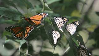 Elusive Butterfly :  Glen Campbell