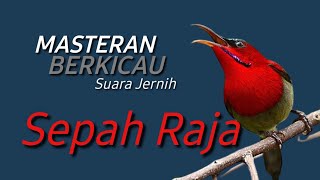 Download lagu SEPAH RAJA GACOR SUARA JERNIH MASTERAN BURUNG BERKICAU mp3 Download lagu SEPAH RAJA GACOR SUARA JERNIH MASTERAN BURUNG BERKICAU mp3