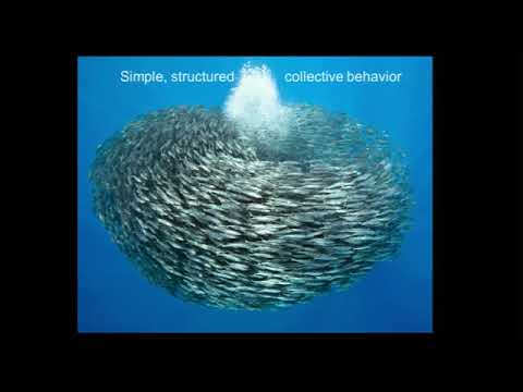 Liam McAllister: Many-field inflation