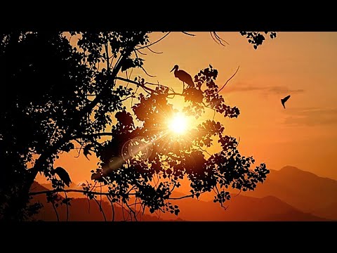 Orchid-Star - Trio | Chill Space