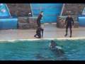 Shamu Show Incident Nov 15 2006