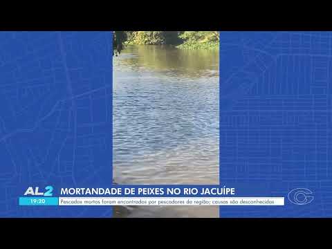 Diversos peixes são encontrados mortos em trecho do Rio Jacuípe, no interior de AL - 13/12/2025