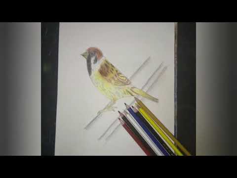 Sparrow pencil colour drawing | Easy bird drawing