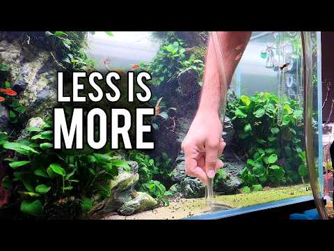 5 Aquarium Tips I Wish I Knew When I Started Aquascaping