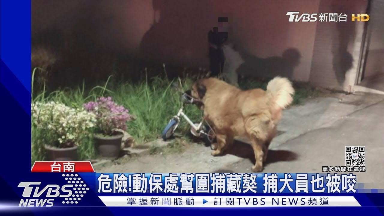 疑掙脫繩亂竄! 兩藏獒包夾咬傷77歲婦