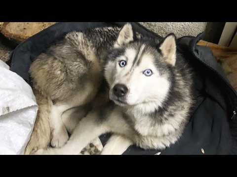 A Young Husky Fighting to Survive Despite a Severe and Life-Changing Heart Condition