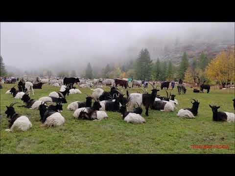 MAREMMANI E CAPRE VALLESANE : FIERA DEI DES' A BELLINO IN VALLE VARAITA (CN) LUN. 10 - 10 - 2022.