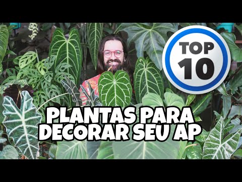 , title : '10 PLANTAS para decorar seu APARTAMENTO'