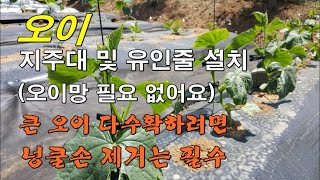 오이 지주대 및 유인줄 설치(오이망 필요 없음) 넝쿨손 곁순 제거는 필수
